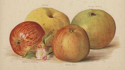 Ecklinville, Bramleys Seedling, Duchess of Oldenburg, Ribstone Pippin da English School